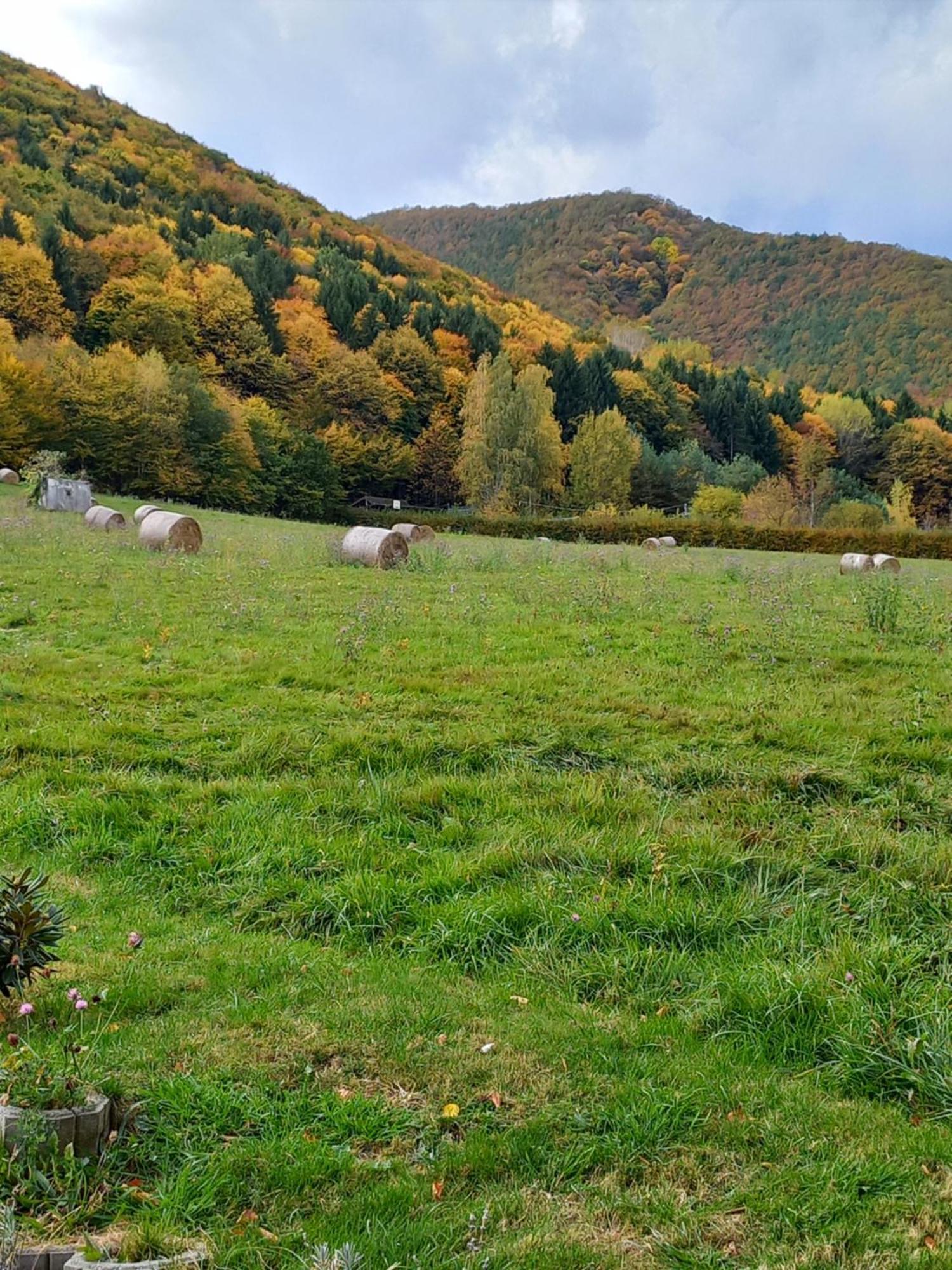 Pensiunea Natura Sadu Σίμπιου Εξωτερικό φωτογραφία